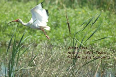 white ibis 2256.jpg