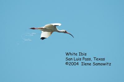 white ibis 3536 .jpg
