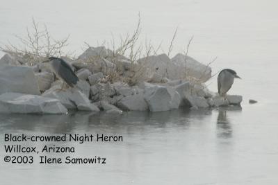 Black-crowned Night Herons C2513.jpg