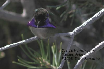 Costa's Hummingbird C2335 copy.jpg