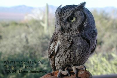 Western Screech-Owl C2296.jpg