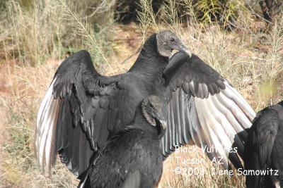 black Vultures 0058 .jpg