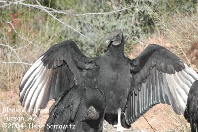 black vultures 0055.jpg