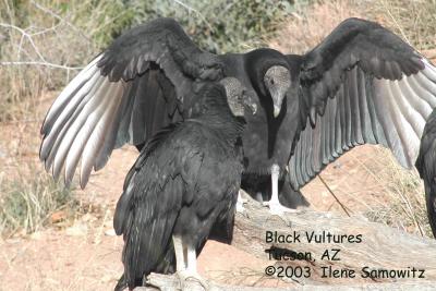 Black Vultures 0056.jpg