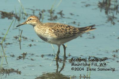 Pectoral Sandpiper