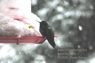 Anna's Hummingbird C2665.jpg
