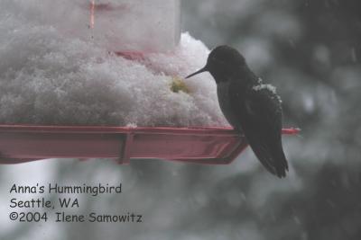 Anna's Hummingbird C2666.jpg