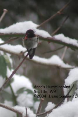 Anna's Hummingbird C2694.jpg