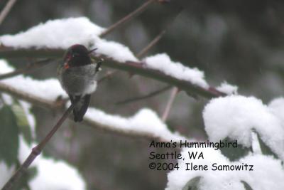 Anna's Hummingbird C2700.jpg