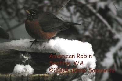 American Robin c2716.jpg