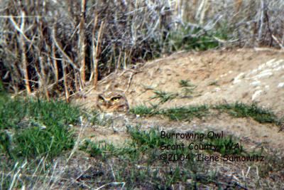 Burrowing Owl DC3315.jpg