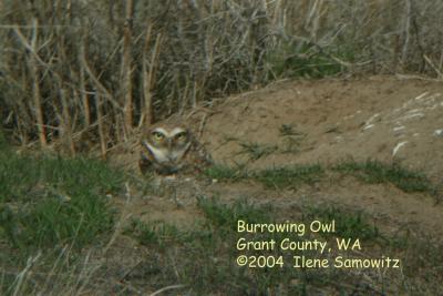 Burrowing Owl DC3316.jpg