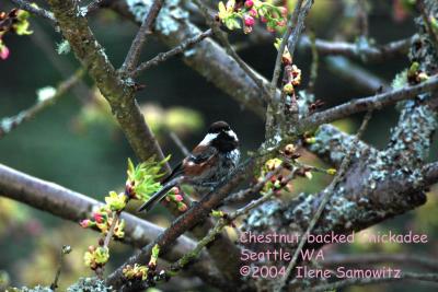 Chestnut-backed Chickadee 0039.jpg