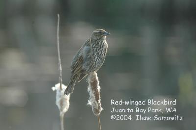 Red-winged Blackbird 0752.jpg