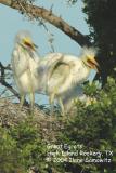 Great Egrets 2038.jpg