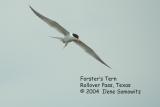 Forsters tern  2454.jpg