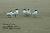 sandwich terns 2645.jpg