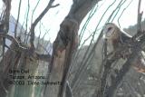 Barn Owl C0069.jpg