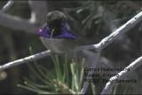 Costas Hummingbird C2335 copy.jpg