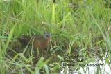 Virginia Rail 4005.jpg