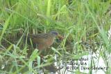 Virginia Rail