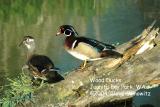 Wood Ducks 0858.jpg