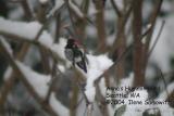 Annas Hummingbird C2710.jpg