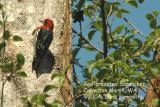 Red-breasted Sapsucker 0439.jpg