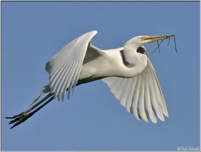 Egret flying with branch ll