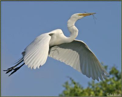 Egret flying with branch lll