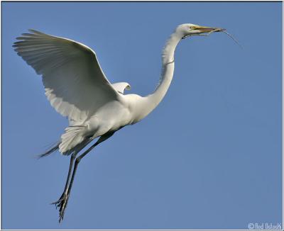 Egret flying with branch lV