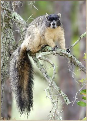 Fox Squirrel
