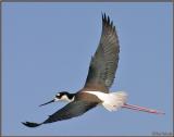 Black-necked Stilt in flight