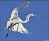 Egret flying with branch