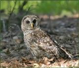 Barred Owl