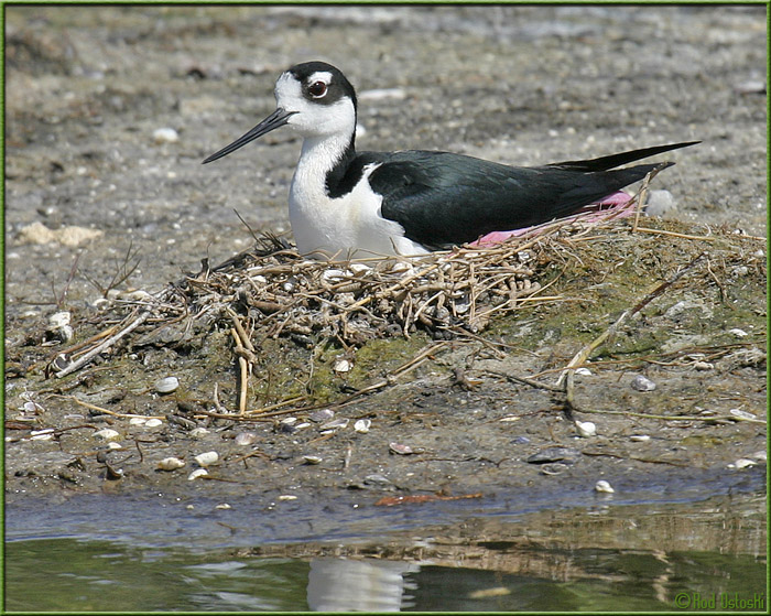 Black-necked Stilt nesting