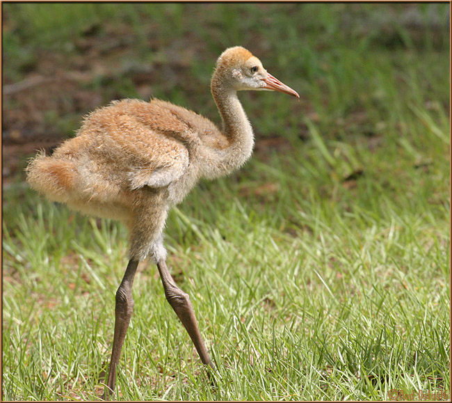 Baby Sandhill Crane