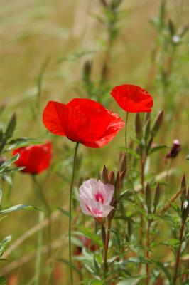 Red-Poppys.jpg