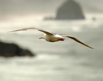 Seagull-2.jpg