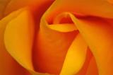 Yellow-Rose-3.jpg