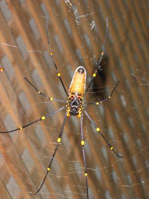 Golden Orb spider