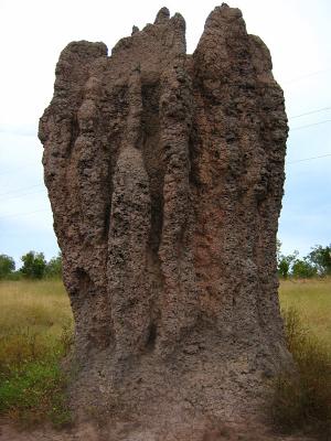 Termite mound 2