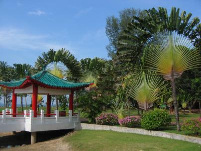 Fantail palms