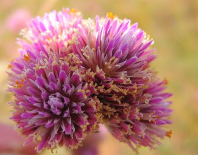 Pink wildflower