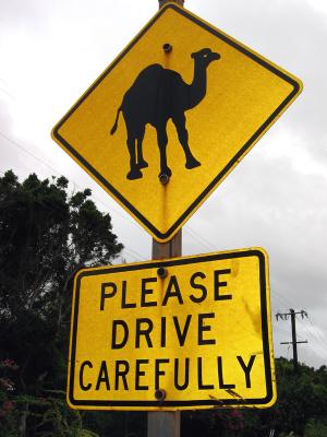 Camels ahead !