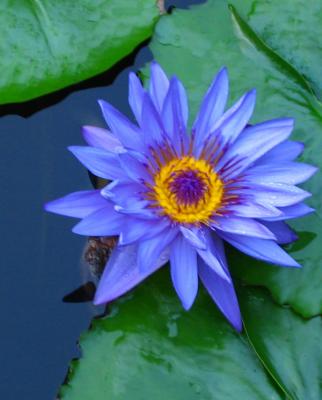 Blue lily