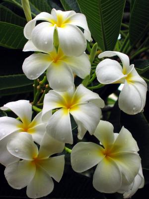 Frangipani