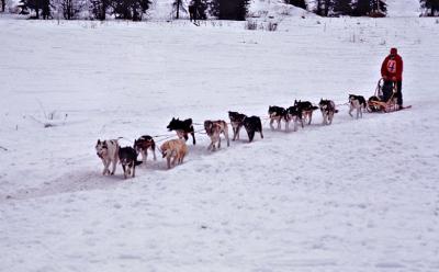 Sled dogs in the Iditarod