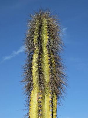 Hairy cactus