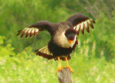 caracaras